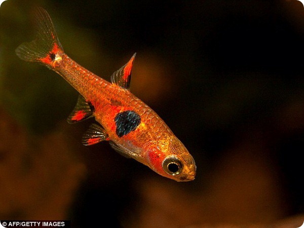 В бассейне реки Меконг обнаружены новые виды животных