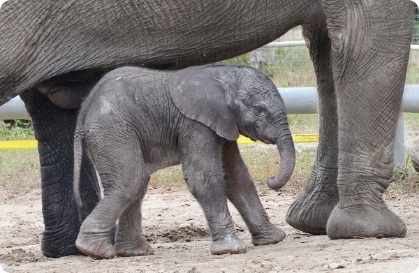 В зоопарке Флориды родился африканский слоненок