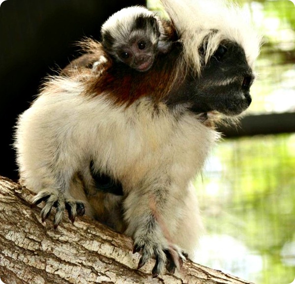 Самка хохлатого тамарина из Alma Park Zoo стала матерью