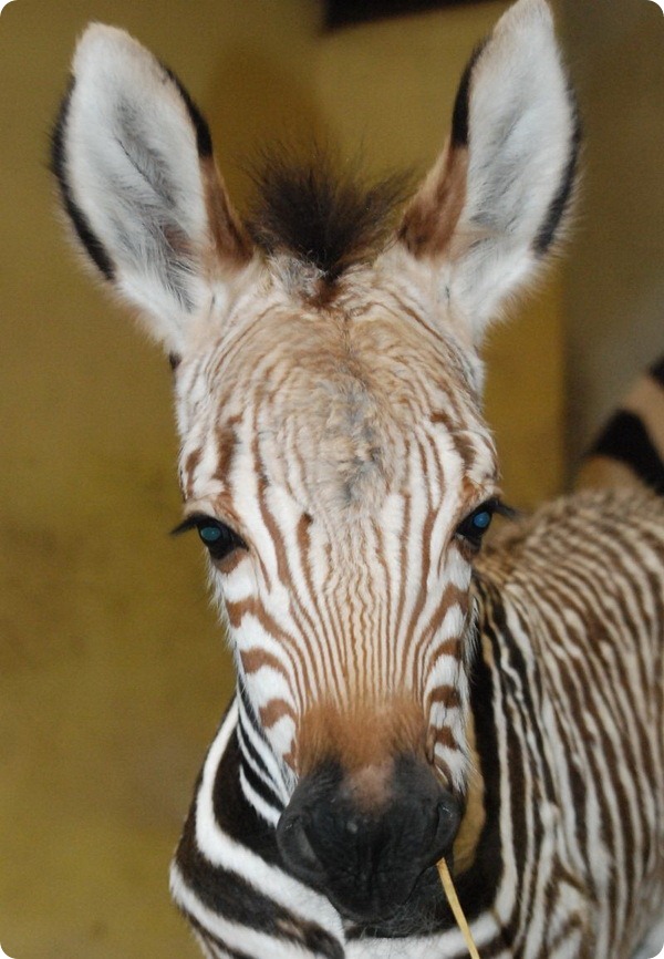 Малыш редкой горной зебры родился в зоопарке Блэкпула