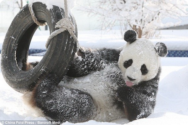 Большие панды Yantai Zoo радуются выпавшему снегу