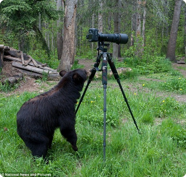 Любопытный медведь и фотокамера