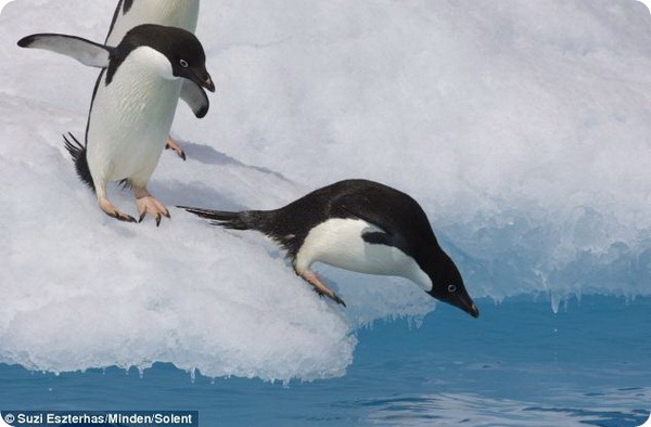 Бесстрашные пингвины Адели