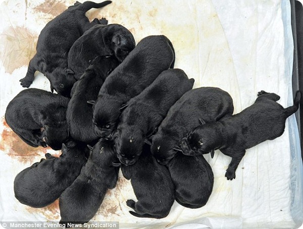 Лабрадор Люси и её двенадцать щенят