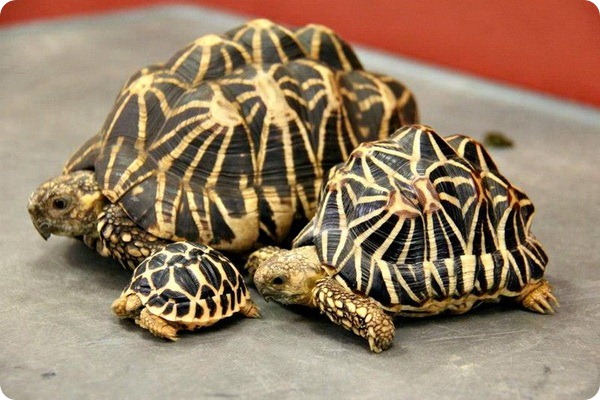 Детёныши звёздчатой черепахи из Taronga Zoo