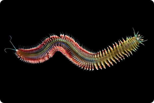 Нереис — морской червь с обличьем дракона