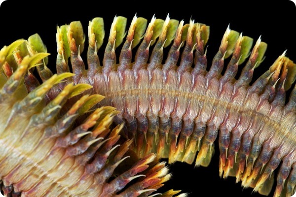 Нереис — морской червь с обличьем дракона