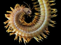 Нереис — морской червь