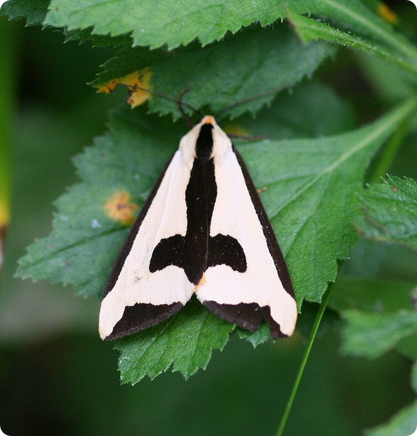 Медведица Haploa clymene