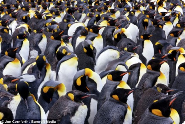 Любопытные птенцы королевских пингвинов
