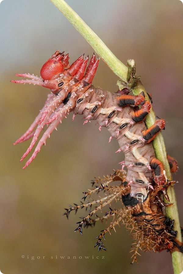 Цитерония королевская (лат. Citheronia regalis)