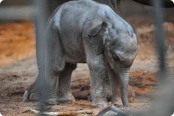 В зоопарке Честера родился детёныш азиатского слона