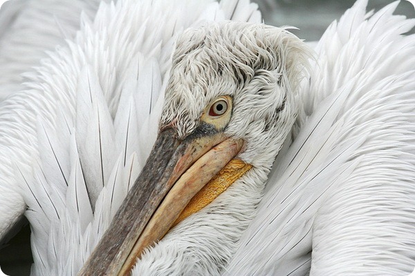 Кудрявый пеликан (лат. Pelecanus crispus)