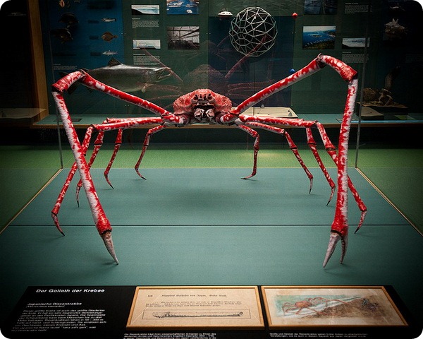 Японский краб-паук или гигантский краб (лат. Macrocheira kaempferi)