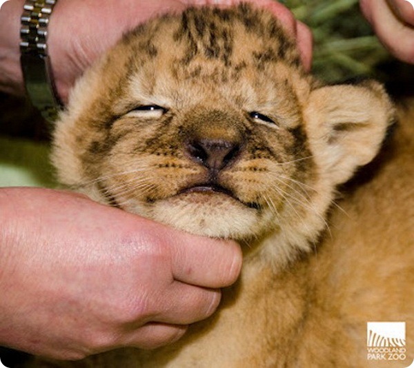 Львята из Woodland Park Zoo прошли первый медицинский осмотр