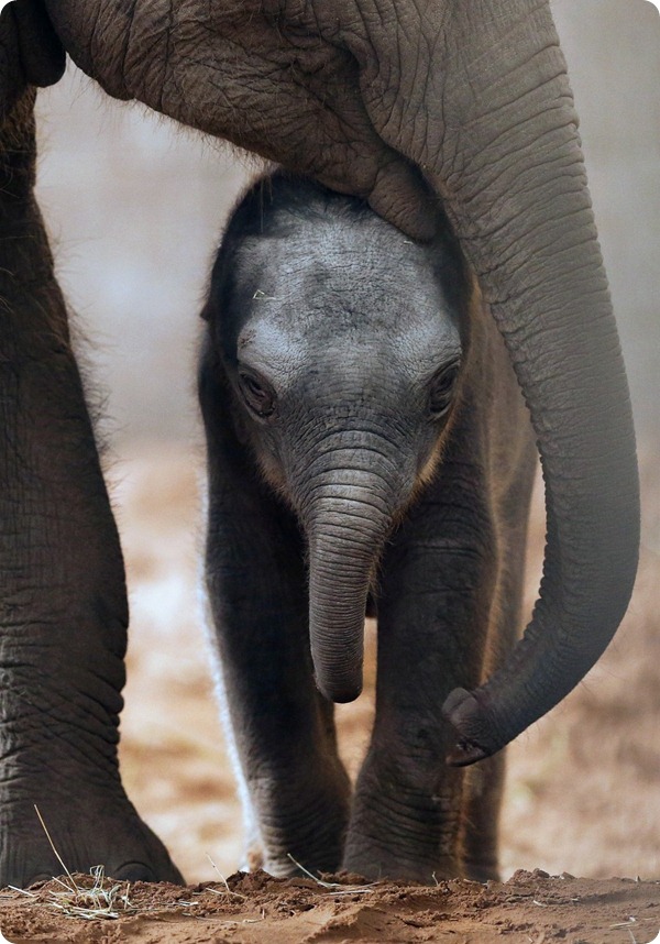 В зоопарке Честера родился детёныш азиатского слона