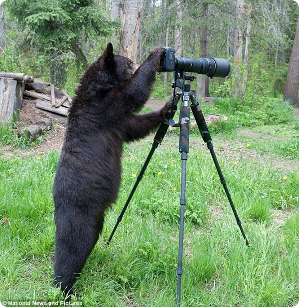 Любопытный медведь и фотокамера