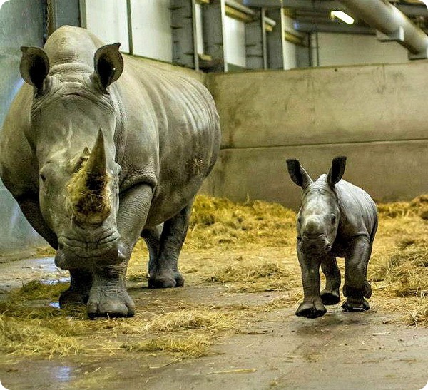 Детёныши белого носорога из Knowsley Safari Park