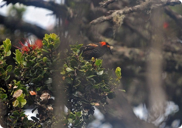 Хохлатая гавайская цветочница (лат. Palmeria dolei) 