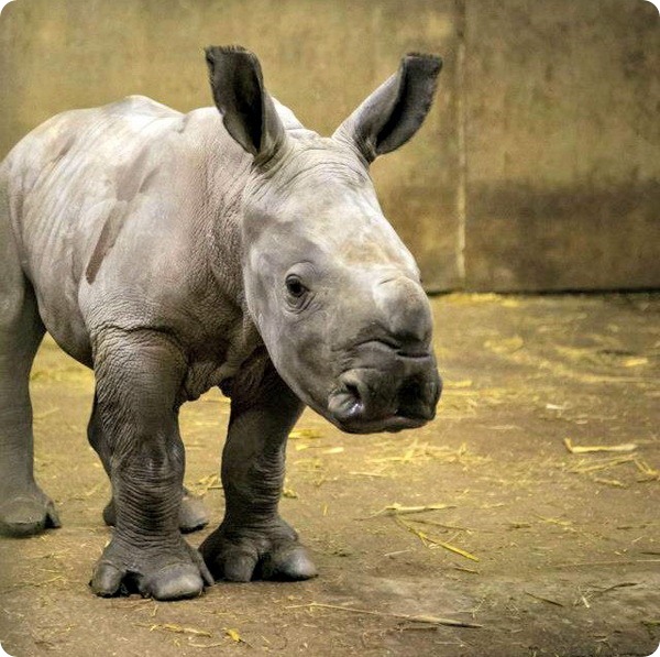 Детёныши белого носорога из Knowsley Safari Park