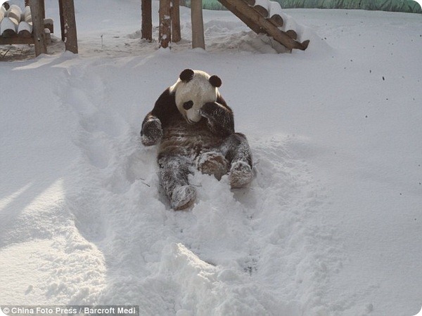 Большие панды Yantai Zoo радуются выпавшему снегу