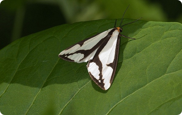 Медведица Haploa clymene