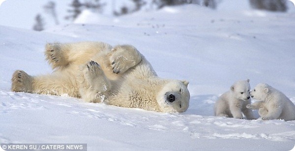 Белая медведица с малышами из Waspusk National 
