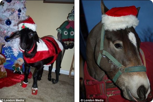 Рождественские фотографии животных