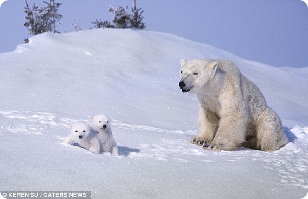 Белая медведица с малышами из Waspusk National 