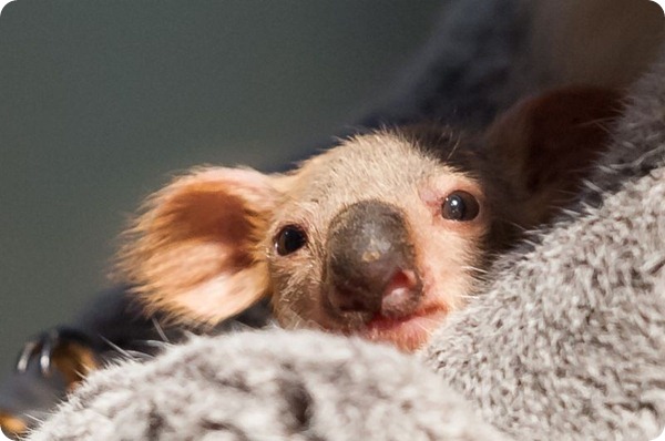 Детеныш коалы впервые увидел мир