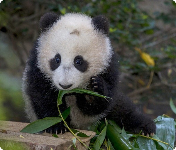 Первая прогулка детеныша большой панды из зоопарка Сан-Диего