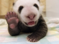 Новорождённый детёныш панды из Китая