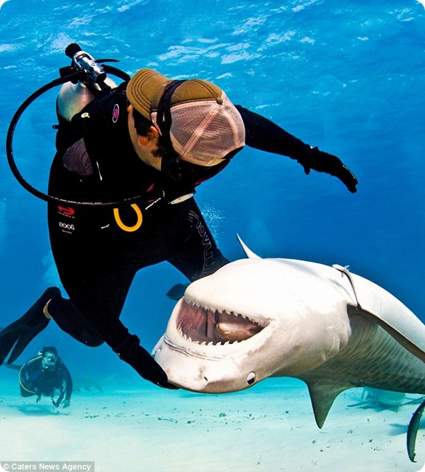 “Послушные” тигровые акулы
