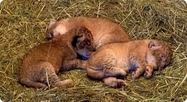 Трое львят родилось в зоопарке Гонолулу