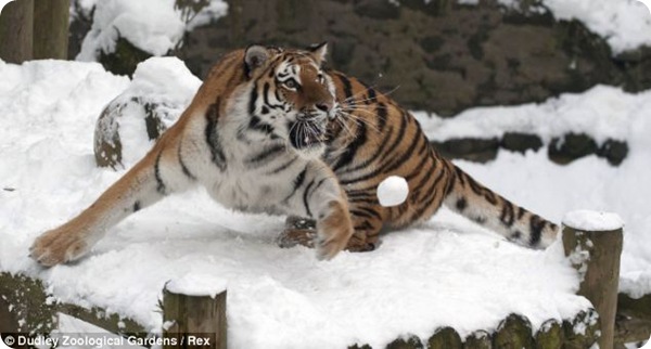 Тигрица и снежки