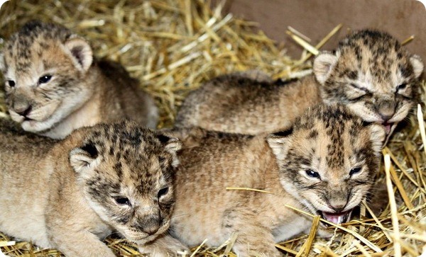 В зоопарке Омахи родилось пятеро львят