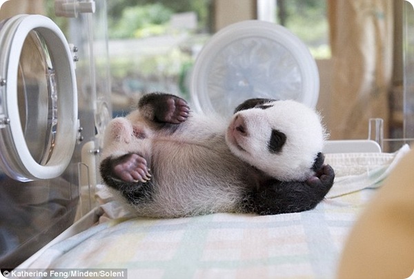 Новорождённый детёныш панды из Китая