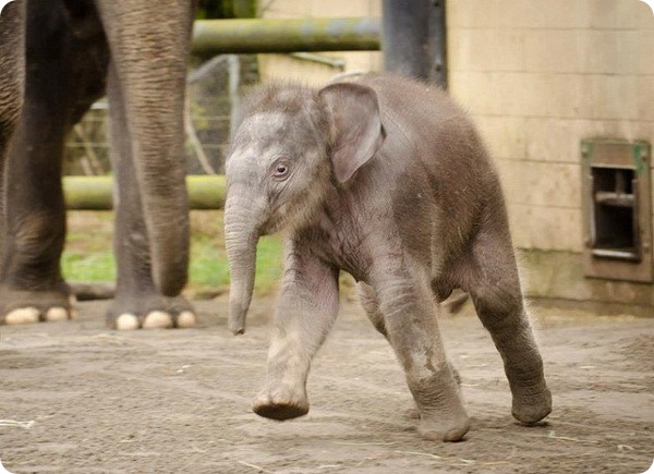 Слоненок по имени Лили из зоопарка Орегоны