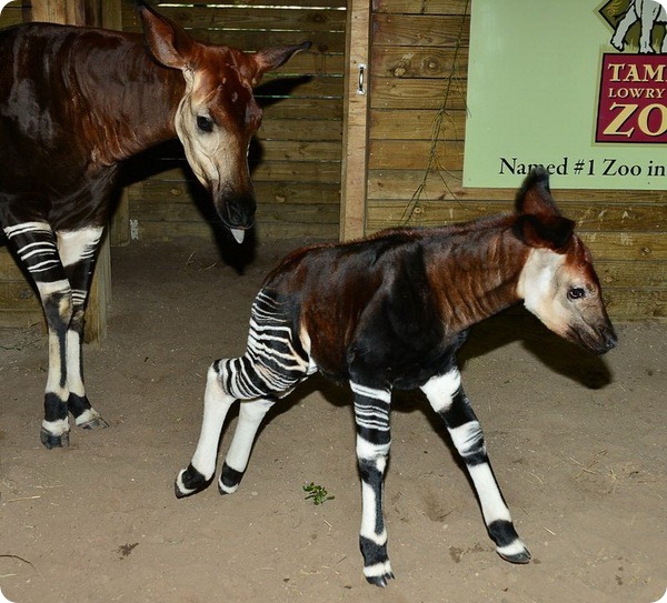 Малыш окапи из Lowry Park Zoo