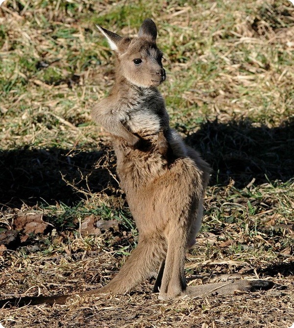 В зоопарке Brookfield Zoo родились детеныши серого кенгуру