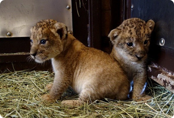 Трое львят родилось в зоопарке Гонолулу