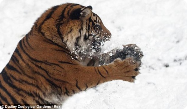 Тигрица и снежки