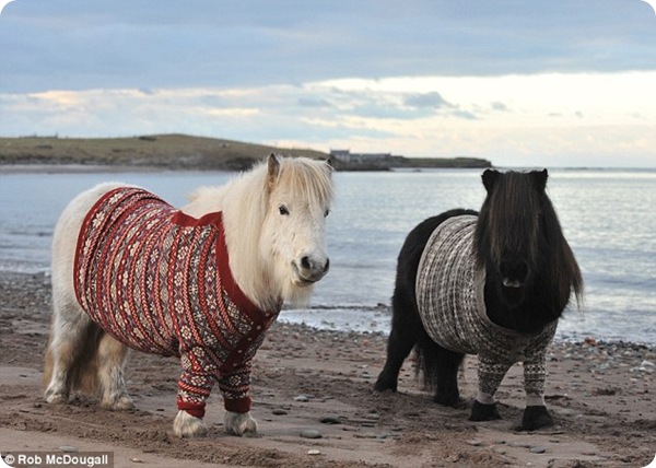 Шотландские свитера для шотландских пони!