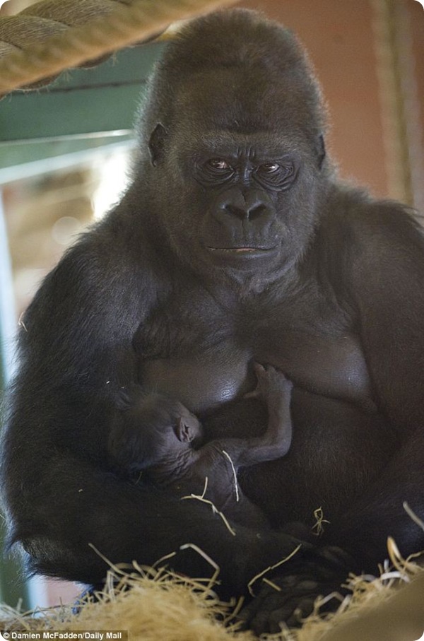 Горилла Озала и её новорожденный детёныш