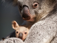Детеныш коалы впервые увидел мир