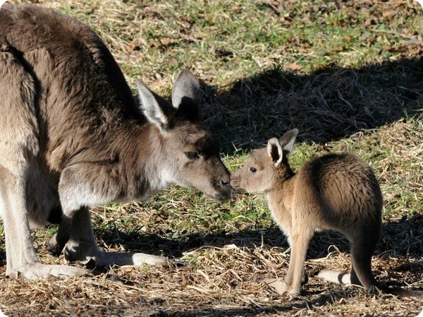 В зоопарке Brookfield Zoo родились детеныши серого кенгуру