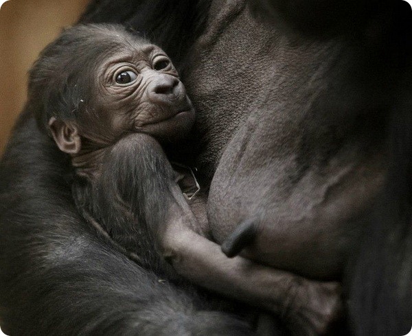 Западная равнинная горилла из зоопарка Праги стала мамой
