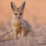 Южноафриканская или серебристая лисица