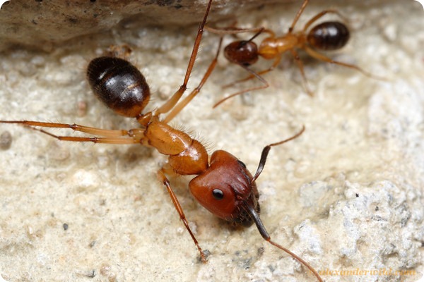 Муравей-древоточец Camponotus atriceps 