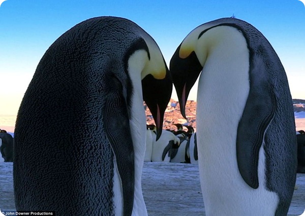 Королевские пингвины - почти как люди!